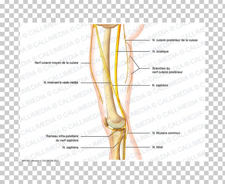 Thumb Nerve Knee Human Anatomy Human Leg PNG, Clipart, Abdomen, Anatomy, Angle, Arm, Bone Free PNG Download