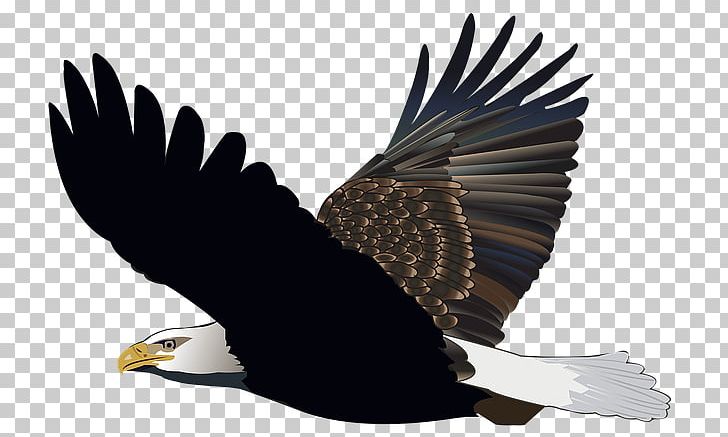 Bald Eagle T-shirt White-tailed Eagle Golden Eagle PNG, Clipart, Accipitriformes, African Fish Eagle, Airplane, Bald Eagle, Beak Free PNG Download