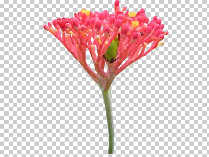 Cut Flowers Bud Plant Stem Petal PNG, Clipart, Bud, Cut Flowers, Flower, Flowering Plant, Petal Free PNG Download