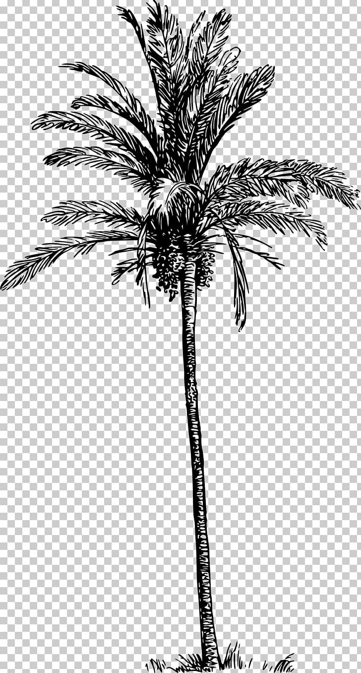 Arecaceae Date Palm PNG, Clipart, Arecaceae, Arecales, Asian Palmyra Palm, Attalea Speciosa, Black And White Free PNG Download