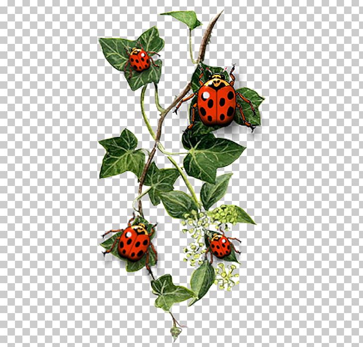 Common Ivy Tattoo Idea Landscape Design PNG, Clipart, Aquifoliaceae, Branch, Cartoon Ladybug, Cute Ladybug, Flora Free PNG Download