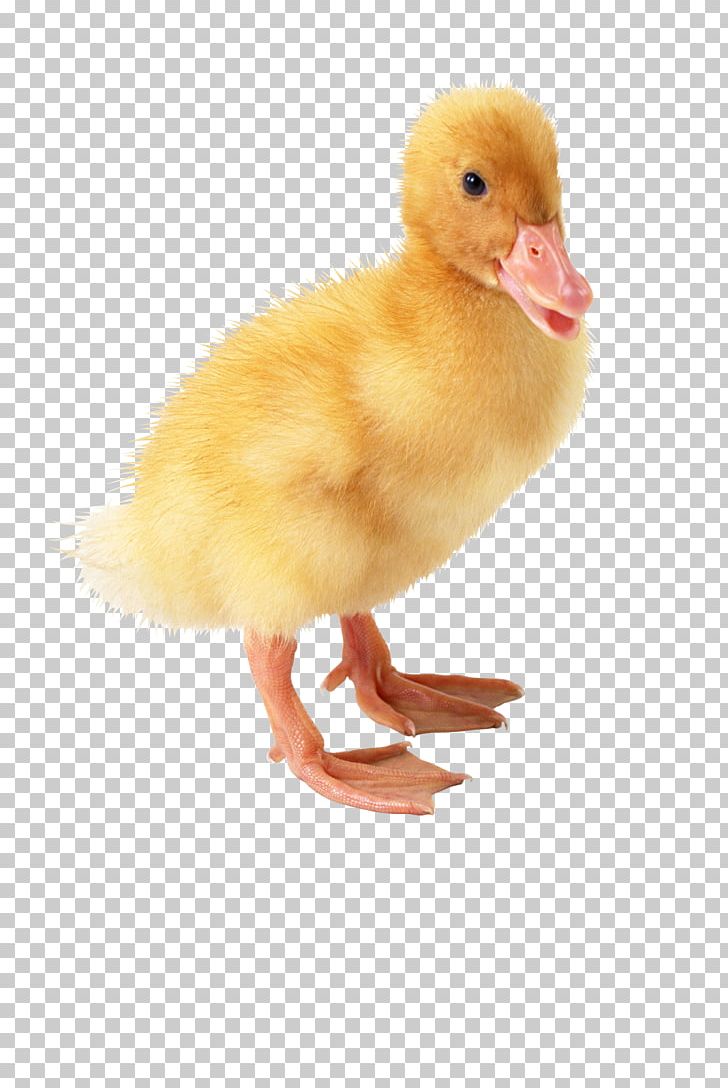 Duck PNG, Clipart, Animals, Beak, Bird, Download, Duck Free PNG Download