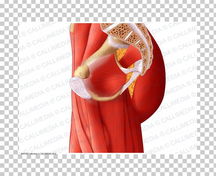 Adductor Muscles Of The Hip Anatomy Adductor Muscles Of The Hip Pelvis PNG, Clipart, Adductor Muscles Of The Hip, Anatomy, Arm, Biceps Femoris Muscle, Hip Free PNG Download