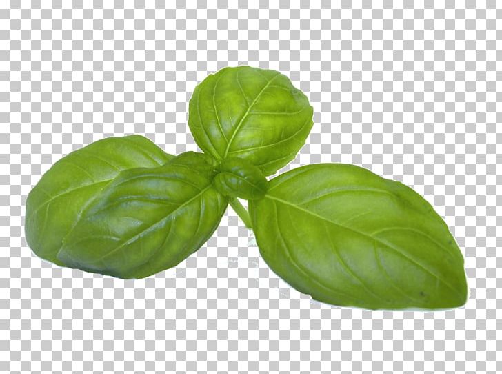 Basil Coriander Fines Herbes Vegetable PNG, Clipart, Basil, Common Sage, Coriander, Fines Herbes, Food Drinks Free PNG Download