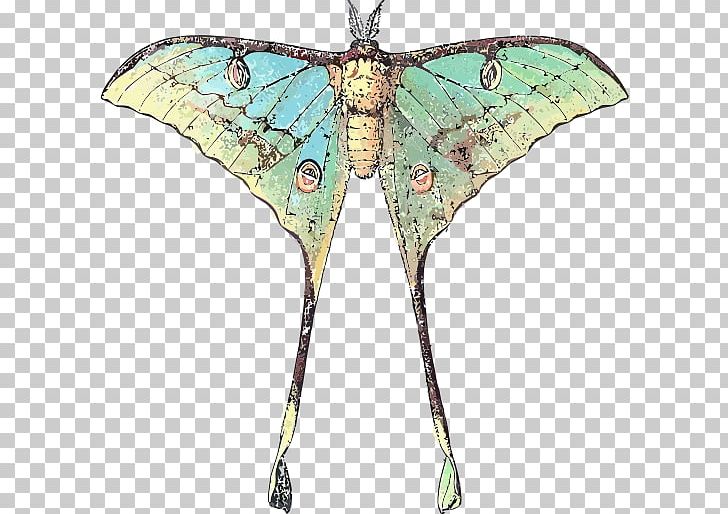 Butterfly Insect Luna Moth Comet Moth PNG, Clipart, African Moon Moths, Arthropod, Asianamerican Moon Moths, Brushfooted Butterflies, Brush Footed Butterfly Free PNG Download