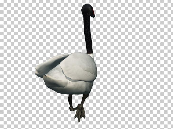 Goose Cygnini Duck PNG, Clipart, Art Ilustrations, Beak, Bird, Cygnini, Duck Free PNG Download