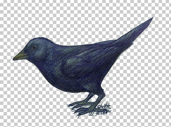 American Crow Rook Common Raven Fauna Beak PNG, Clipart, American Crow, Animals, Beak, Bird, Blackbird Free PNG Download