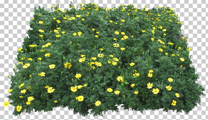 Flower Plant PNG, Clipart, Chrysanthemum, Chrysanths, Deco, Download, Drawing Free PNG Download