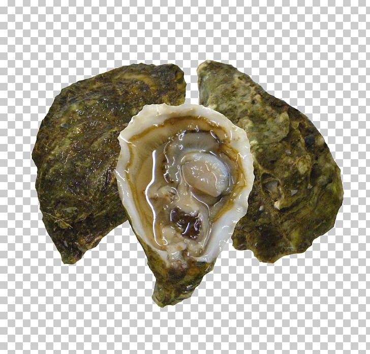 Oyster PNG, Clipart, Animal Source Foods, Clams Oysters Mussels And Scallops, Minced Garlic, Others, Oyster Free PNG Download