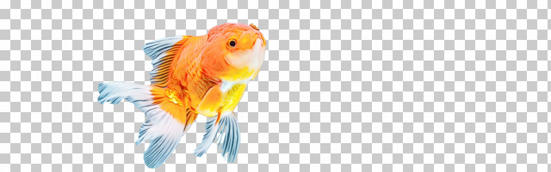 Goldfish Fish Beak Close-up Computer PNG, Clipart, Beak, Biology, Closeup, Computer, Fish Free PNG Download