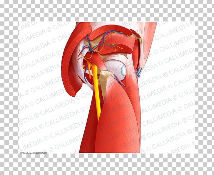 Muscles Of The Hip Pelvis Nerve PNG, Clipart, Anatomy, Arm, Blood Vessel, Blood Vessels, Deep Free PNG Download
