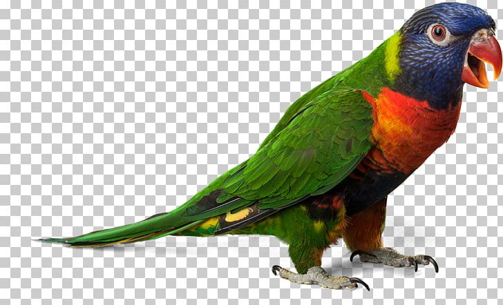 Parrot Bird Cockatiel Gulls PNG, Clipart, Animals, Beak, Bird, Cockatiel, Common Pet Parakeet Free PNG Download