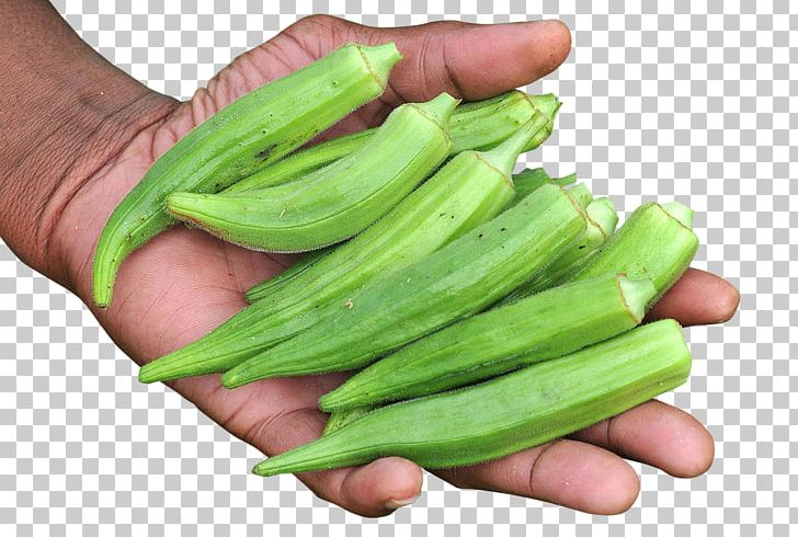 Vegetarian Cuisine Okra Food PNG, Clipart, Cucumber, Cucumber Gourd And Melon Family, Cucumis, Download, Food Free PNG Download