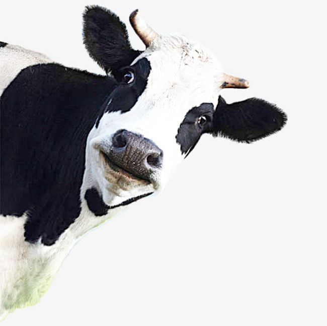 A Cow PNG, Clipart, A Clipart, Animal, Cow Clipart, Cow Clipart, Cows Free PNG Download