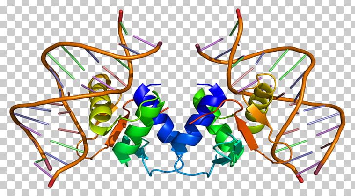 ELK1 Serum Response Factor Protein Transcription Factor Gene PNG, Clipart, Artwork, Dnabinding Protein, Dux, Elk, Gene Free PNG Download