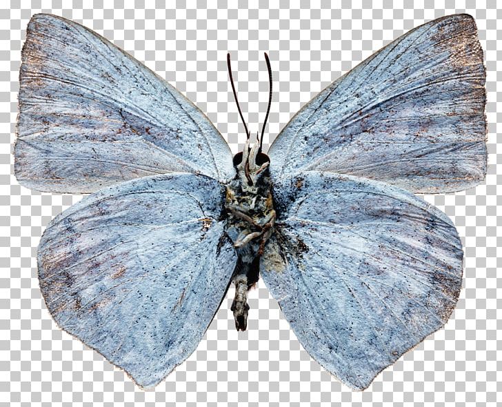 Lycaenidae Nymphalidae Butterfly Pieridae Bombycidae PNG, Clipart, Antenna, Arthropod, Blue, Bombycidae, Brush Footed Butterfly Free PNG Download