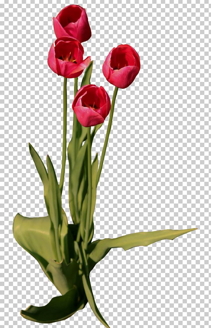Tulip Floral Design Flower PNG, Clipart, Bunch, Cut Flowers, Download, Floral Design, Floristry Free PNG Download