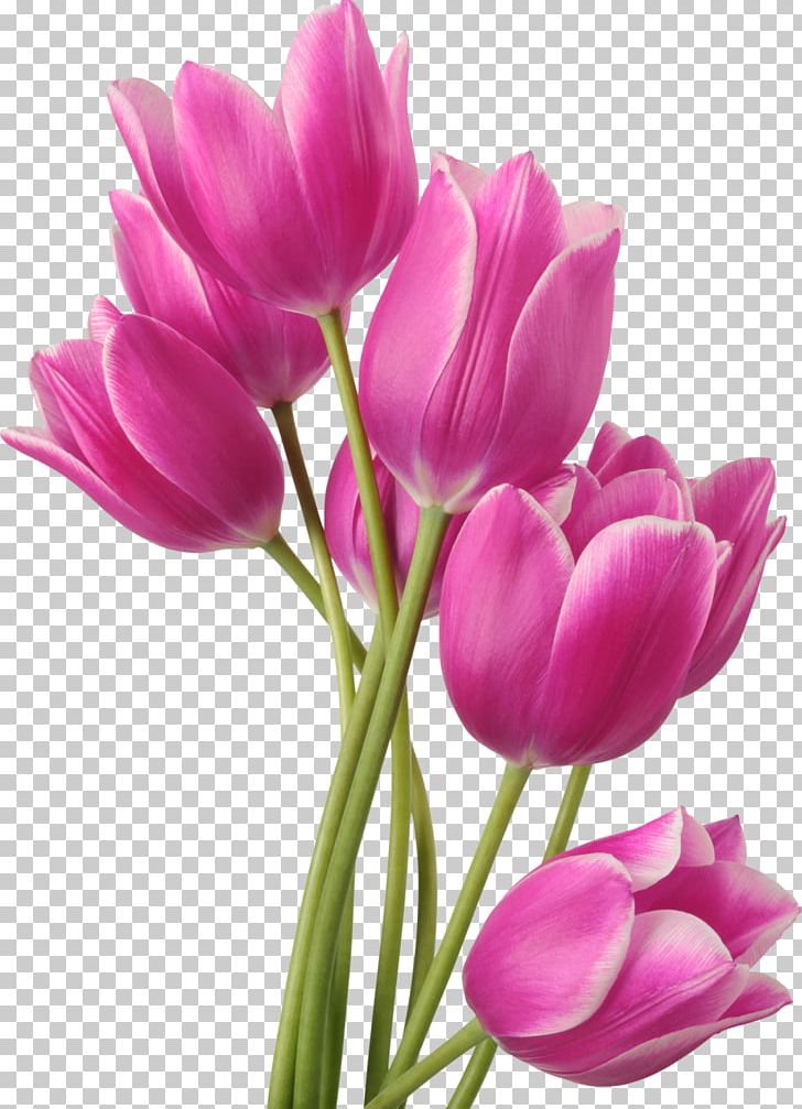 Tulip Flower Bouquet PNG, Clipart, Bud, Clip Art, Crocus, Cut Flowers, Floral Design Free PNG Download