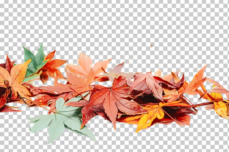 Maple Leaf PNG, Clipart, Biology, Leaf, Maple, Maple Leaf, Paint Free PNG Download