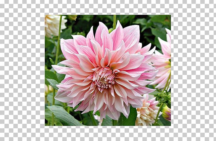 Cafe Milk Dahlia Flower Caffè Mocha PNG, Clipart, Annual Plant, Beignet, Bulb, Cafe, Caffe Mocha Free PNG Download