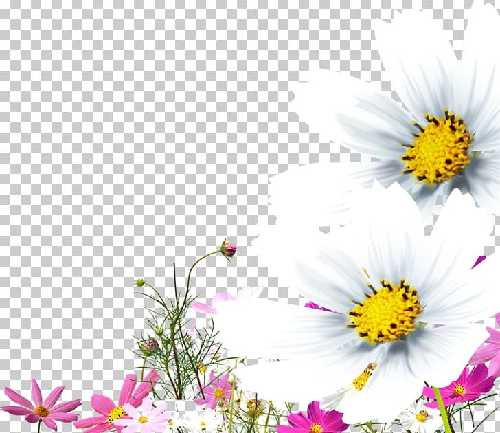 Chrysanthemum Oxeye Daisy PNG, Clipart, Chrysanthemum Chrysanthemum, Chrysanthemums, Computer Wallpaper, Daisy Family, Encapsulated Postscript Free PNG Download