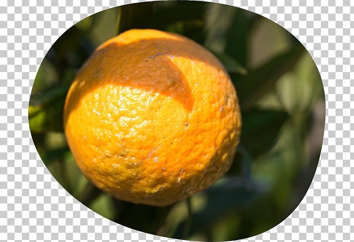 Clementine Tangerine Tangelo Mandarin Orange Rangpur PNG, Clipart, Agarwood, Bitter Orange, Citrus, Citrus Junos, Clementine Free PNG Download