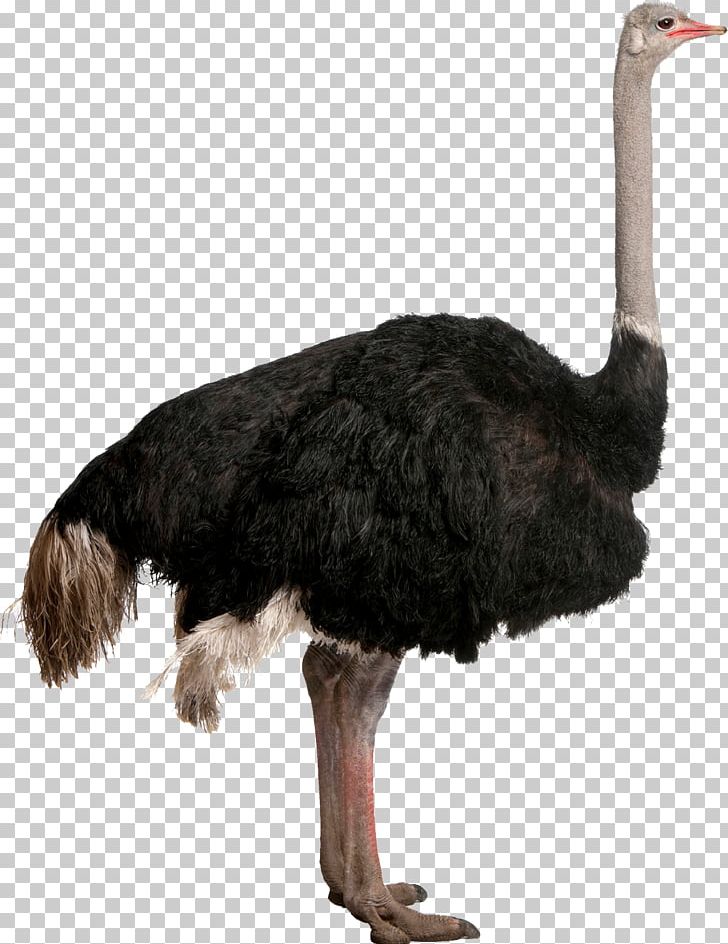 Common Ostrich Bird Stock Photography PNG, Clipart, Animals, Beak, Bird, Common Ostrich, Download Free PNG Download