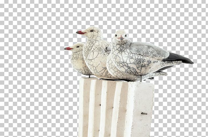 European Herring Gull Mouette Gulls Bird Ceramic PNG, Clipart, Animal, Animalier, Animals, Artist, Barnacle Goose Free PNG Download
