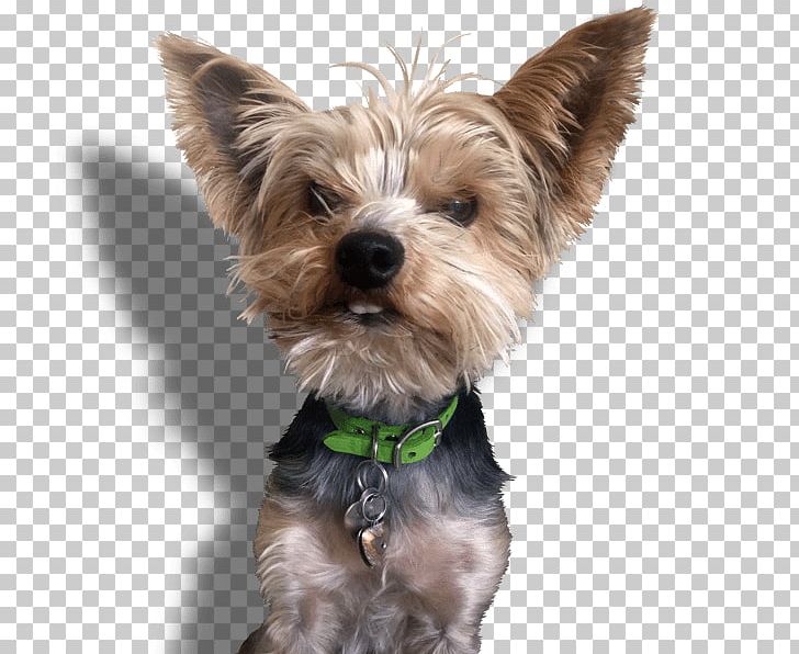 Yorkshire Terrier Cairn Terrier Morkie Companion Dog Puppy PNG, Clipart, Animals, Breed, Cairn Terrier, Carnivoran, Cleaning Free PNG Download