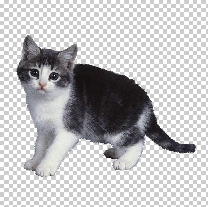 God Made Animals God Made Colours God Made Me God Made The World Cat PNG, Clipart, American Shorthair, American Wirehair, Animal, Animals, Book Free PNG Download