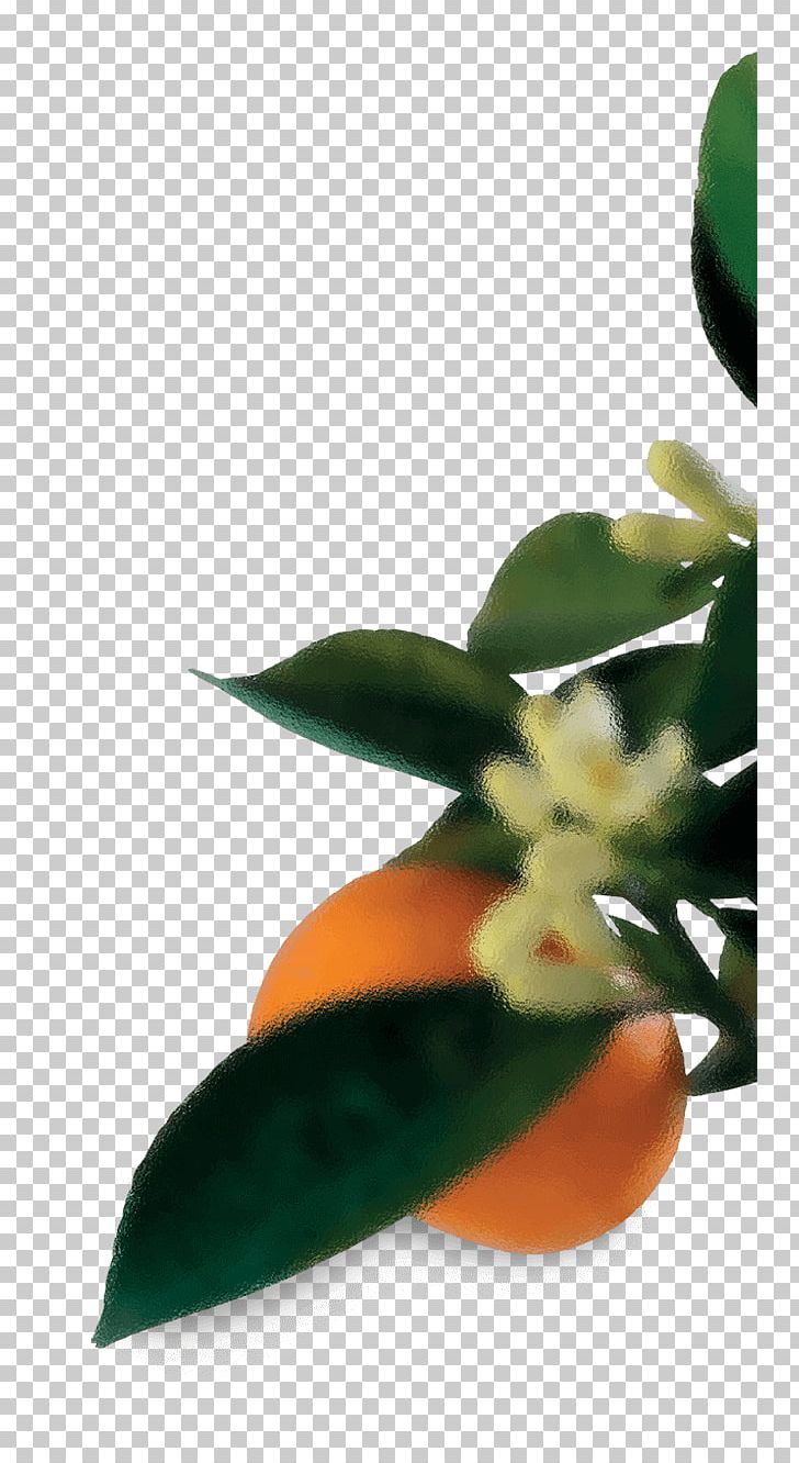 Leaf Flowerpot Close-up Petal Fruit PNG, Clipart, Closeup, Flowerpot, Fruit, Leaf, Mandarine Free PNG Download