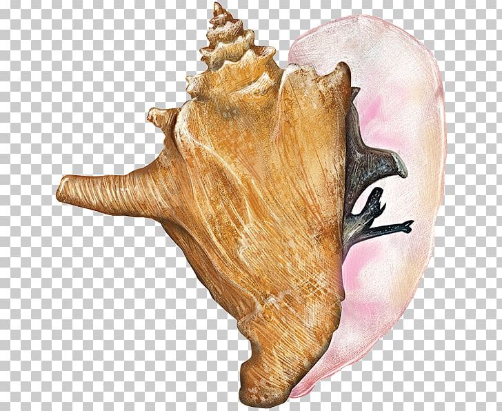 Mussel Seashell Conch Gastropods Lobatus Gigas PNG, Clipart, Animal, Aquatic Animal, Conch, Conchology, Gastropods Free PNG Download