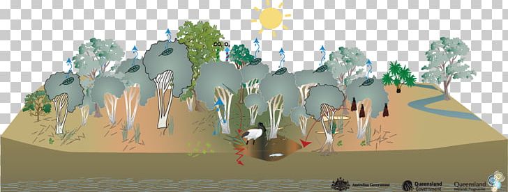 Wetland Swamp Melaleuca Ericifolia Eucalyptus Robusta Habitat PNG, Clipart, Area, Art, Biome, Ecosystem, Eucalyptus Robusta Free PNG Download