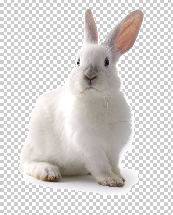 White Rabbit Easter Bunny Cat Lionhead Rabbit PNG, Clipart, Angora Rabbit, Animal, Animals, Cat, Domestic Rabbit Free PNG Download