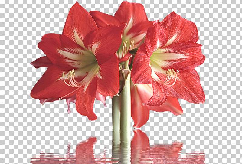Flower Bouquet PNG, Clipart, Amaryllis, Cut Flowers, Floral Design, Flower, Flower Bouquet Free PNG Download
