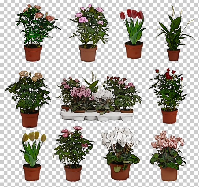 Flower Flowerpot Plant Houseplant Grass PNG, Clipart, Annual Plant, Flower, Flowerpot, Grass, Herb Free PNG Download