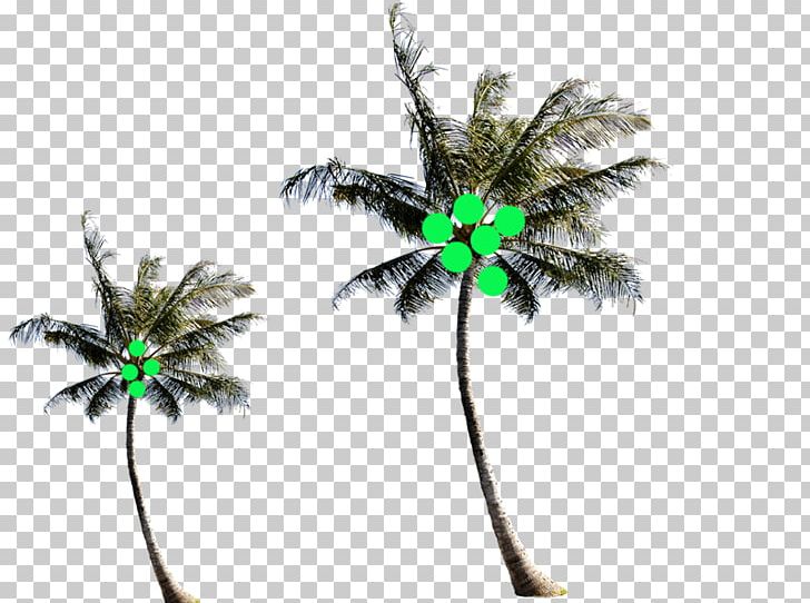 Arecaceae Coconut Tree PNG, Clipart, Arecaceae, Arecales, Body Parts, Child, Coconut Free PNG Download