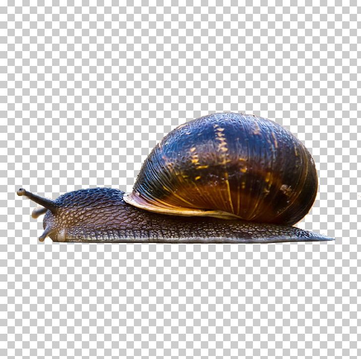 Macintosh Snail High-definition Television Gastropod Shell PNG, Clipart, 4k Resolution, 1080p, Animal, Animals, Antenna Free PNG Download