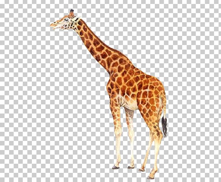 Northern Giraffe PNG, Clipart, Animals, Cartoon, Clip Art, Cute, Cute Animal Free PNG Download