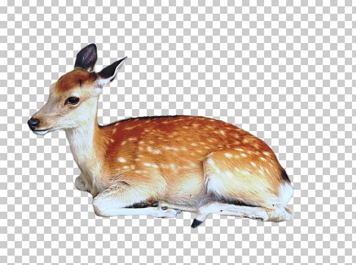 Roe Deer Moose PNG, Clipart, Animals, Antelope, Clip Art, Deer, Deers Free PNG Download