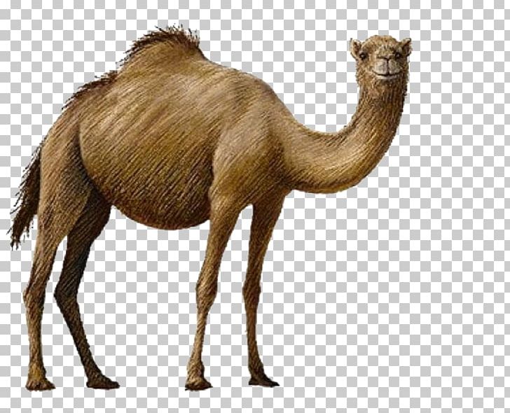 Bactrian Camel PNG, Clipart, Animals, Arabian Camel, Bactrian Camel, Camel, Camel Cartoon Free PNG Download