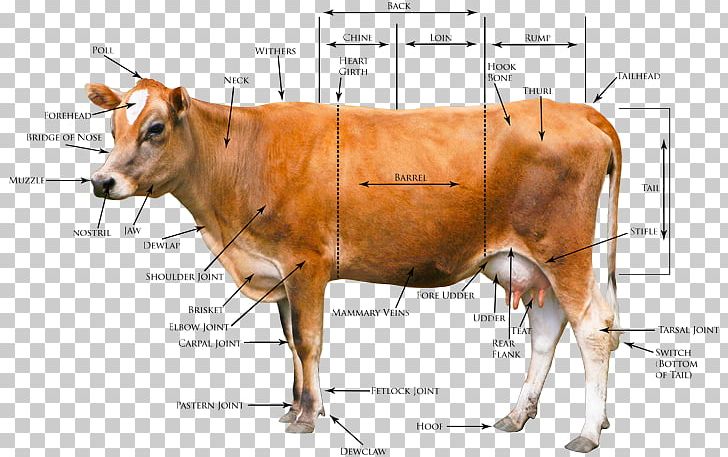 Jersey Cattle Beef Cattle Highland Cattle Goat Holstein Friesian Cattle PNG, Clipart, Anatomy, Beef Cattle, Bull, Calf, Cattle Free PNG Download