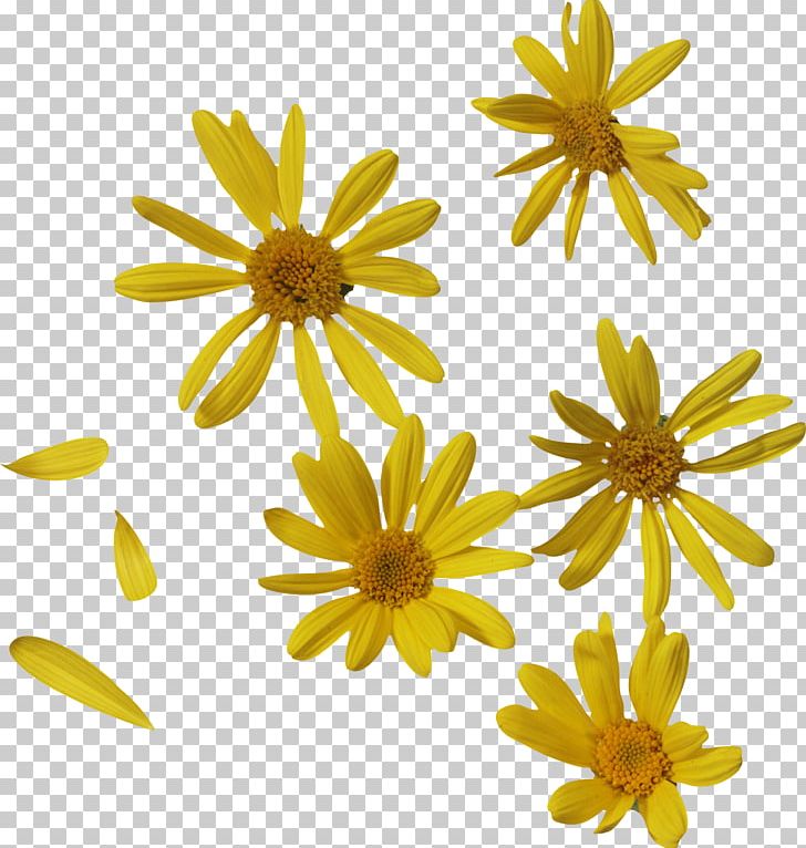 Oxeye Daisy Petal Flower PNG, Clipart, Bee, Beekeeper, Bush, Chamaemelum Nobile, Chrysanthemum Free PNG Download