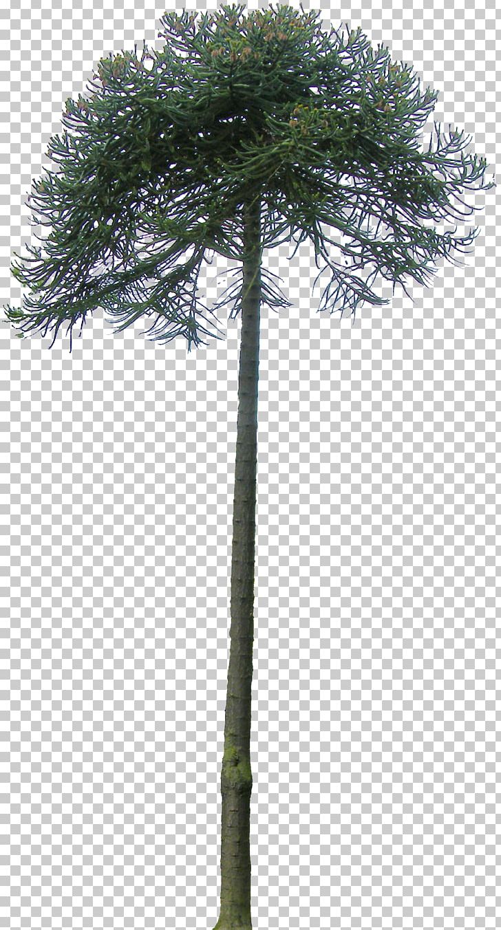 Pine Monkey Puzzle Tree Patagonía (Argentina) Asian Palmyra Palm PNG, Clipart, Araucaria, Arecales, Asian Palmyra Palm, Borassus, Borassus Flabellifer Free PNG Download
