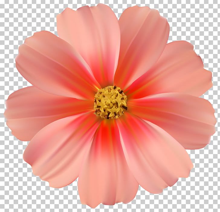 Pink Flowers Rose PNG, Clipart, Annual Plant, Cosmos, Cut Flowers, Daisy Family, Desktop Wallpaper Free PNG Download