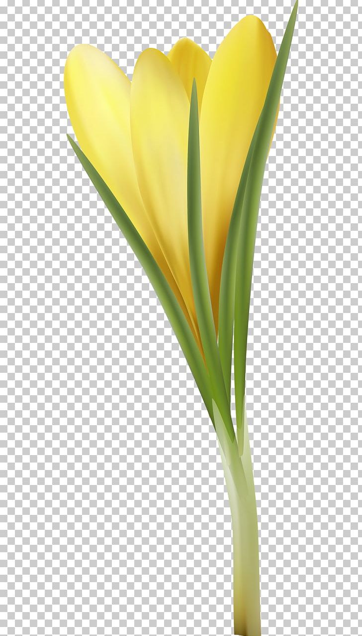 Tulip Cut Flowers Plant Stem Petal Flowerpot PNG, Clipart, Closeup, Crocus, Cut Flowers, Flower, Flowering Plant Free PNG Download