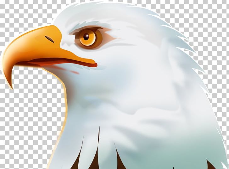 Bald Eagle Bird Golden Eagle PNG, Clipart, Animal, Animals, Bald Eagle, Beak, Bird Free PNG Download