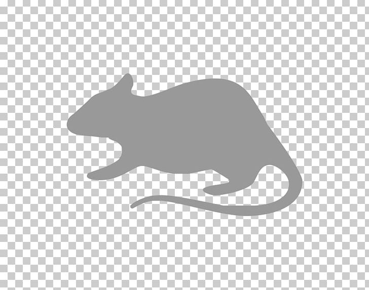 Cat Rodent Mouse Rat Gerbil PNG, Clipart, Animal, Animals, Black, Black And White, Canidae Free PNG Download