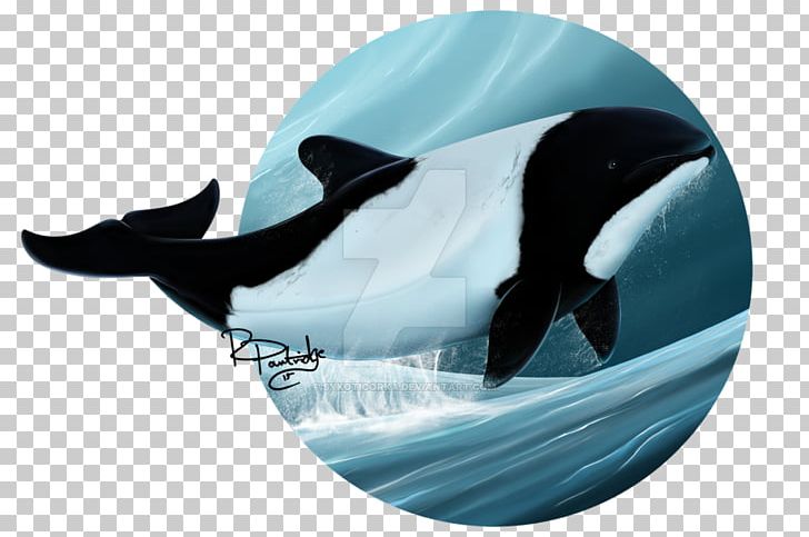 Commerson's Dolphin Art Killer Whale Cetacea PNG, Clipart,  Free PNG Download