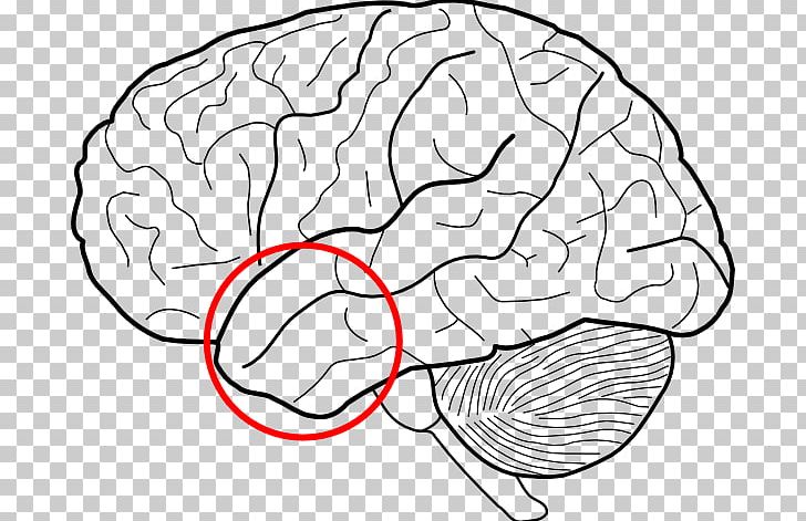 Outline Of The Human Brain Human Body PNG, Clipart, Area, Black And White, Brain, Color, Drawing Free PNG Download